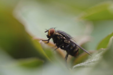Insektengitter für Fenster und Türen gegen Fliegen
